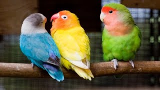 LOVE BIRD 🐦 🐦 🐦SOUTHERN CALIFORNIA screenshot 2