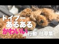 トイプードルあるある かわいい行動・仕草集 飼い主と愛犬にありがちな行動 【犬あるある】
