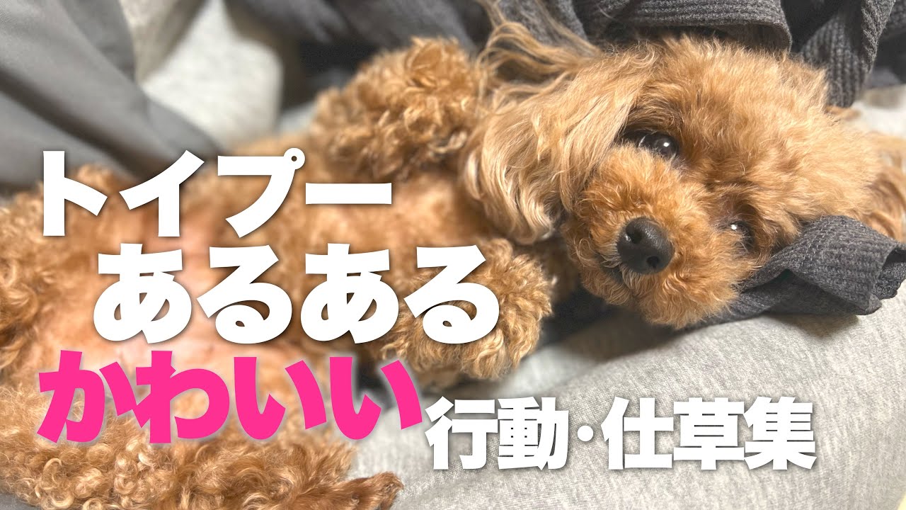 トイプードルあるある かわいい行動・仕草集 飼い主と愛犬にありがちな行動 【犬あるある】