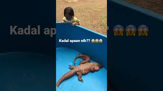 Ada yang tau ga ini kadal apaan? Kok gendut banget ya? 😂 #kadal #shorts