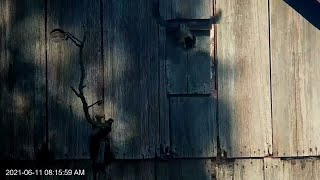 First American Kestrel Chick Fledges From Nest Box! – June 11, 2021