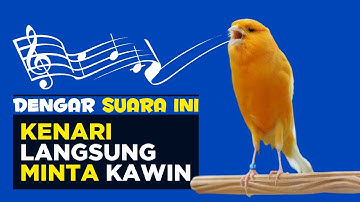 Suara Pancingan Kenari Kawin DIJAMIN AMPUH Membangkitkan Birahi Kenari