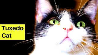 The World's Greatest Tuxedo Cat - Tuxedo Cats Being Cute (Cat Behavior 101) by Muziq The Cat 317 views 4 years ago 1 minute, 58 seconds