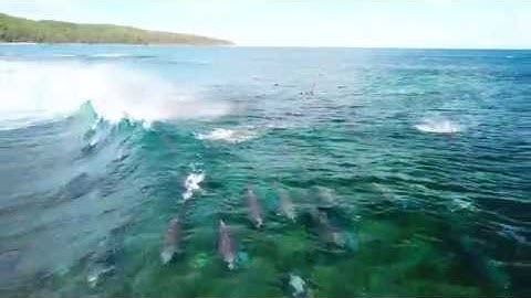 Dolphins and Surfers Catch a Wave Together off the Australian Coast