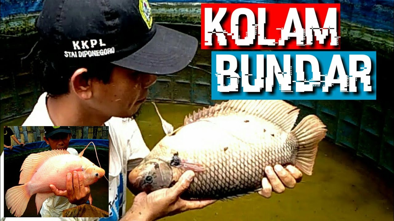 Budidaya ikan gurame di kolam terpal bundar-Ciri ciri gurame jantan dan