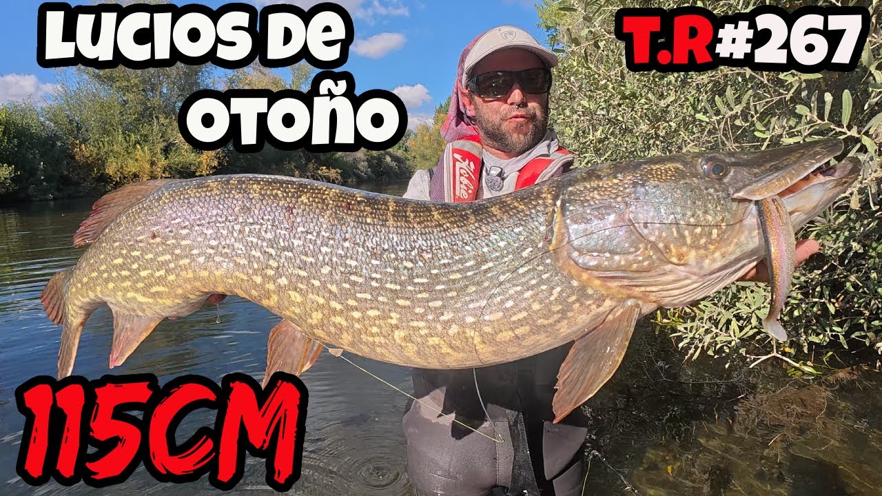 TRAS LOS GRANDES LUCIOS DE OTOÑO🍁 ⚠️Sacamos uno de 115 cm¡¡👈