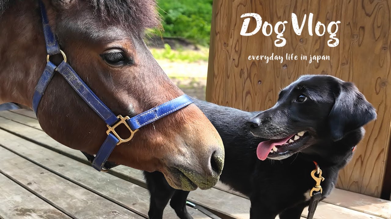 Dog Vlog] A dog is one step away from becoming friends with a