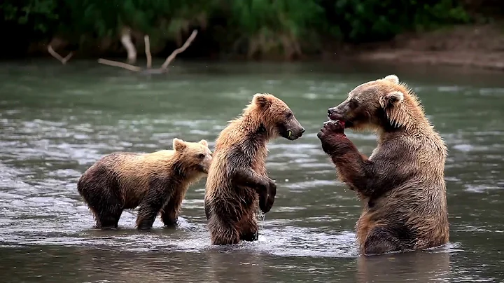 Temperate Rainforests of British Columbia