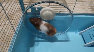 My Sweet Hamster Rosa 😍😍 screenshot 5