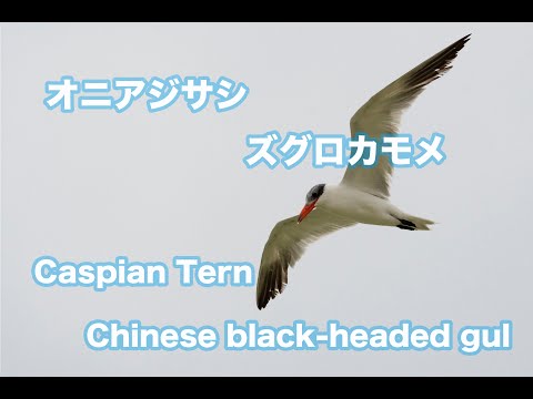 【珍しい鳥】オニアジサシ3羽とズグロカモメ。Caspian Tern＆Chinese black-headed gul Wild birds 4K