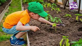 Rock Garden Plants | Growing plants | Rock garden ideas | Ali and Bano