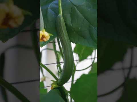 Video: Luffa-kurpitsa - vinkkejä luffa-kasvien kasvattamiseen