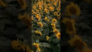 Sunflowers & Sunset #sunset #sunflower #summer