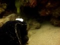 Feeding Moray Eels in Hawaii