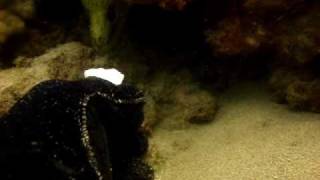 Feeding Moray Eels in Hawaii