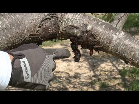 วีดีโอ: Peach Twig Borer Control - วิธีป้องกันความเสียหายจาก Peach Twig Borers