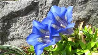 Gentiana acaulis