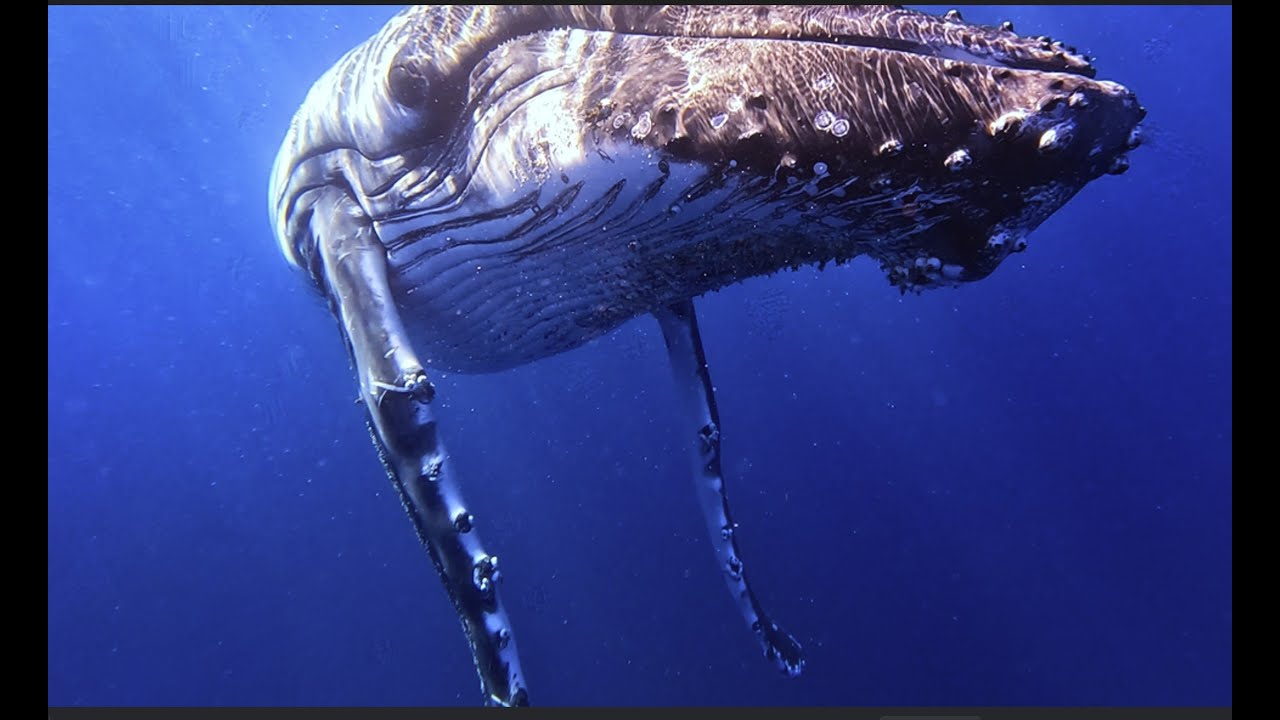 ⁣Incredible Whale Encounter: Juvenile Whale Gracefully Glides & Swims