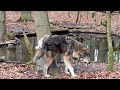 Wolf marks while eating 🐺Волк метит территорию во время еды 🐺