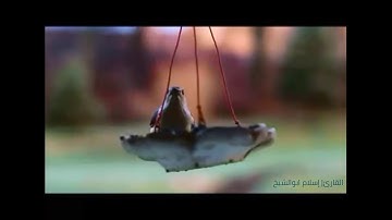 المقطع الثاني من سورة يوسف بصوت | إسلام ابوالشيخ