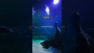 La Tahzen İnnallahe Meana  Üzülme, Allah Bizimle Beraberdir.