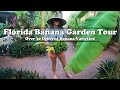 Florida banana garden tour  over 30 varieties of bananas