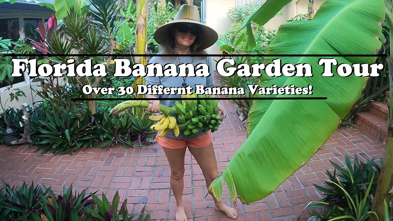 Florida Banana Garden Tour | Over 30 Varieties of Bananas!