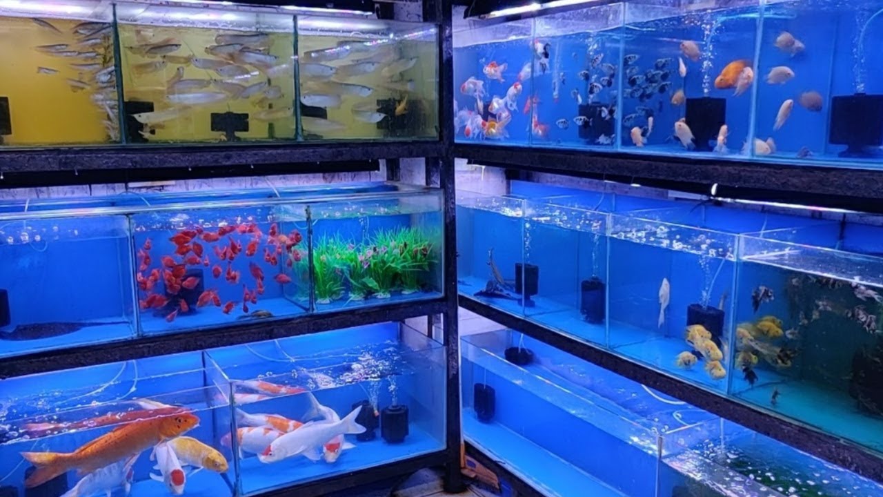 Aqua Planet Aquarium Fish Shop 