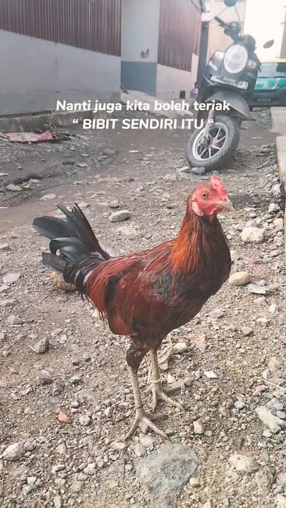 Produksi Landorundun Pasele🔥akan tampil kembali #peternakayam #ayamlokal #bibitsendiriitu