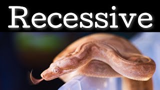 Boa Constrictor Morph Guide (RECESSIVE) Wealth