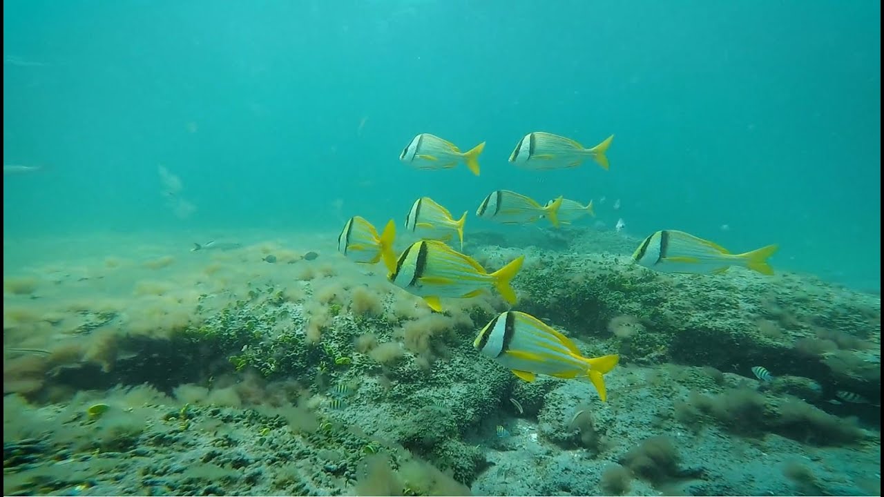 HT Snorkeling Deerfield Beach Ledges YouTube