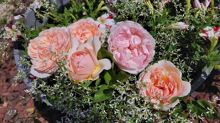 David Austin rose | Evelyn rose | Spring 2022 | Ho...
