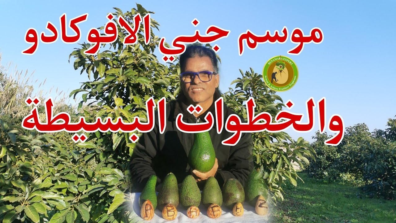 موسم جني الافوكادو والخطوات البسيطة مع الخبير بن عمارة