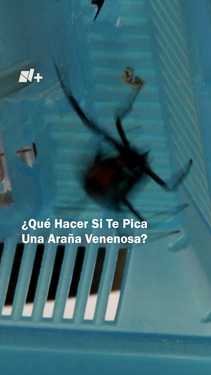 ¿Qué hacer si te pica una araña? - N+ #shorts