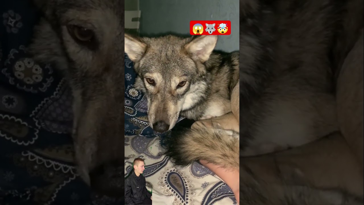 "The wolf wants to growl but realizes it's his owner! 🐺😳" 