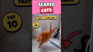 Ranking Scared Cats PT 2 😹 Even Funnier #ranking #funny #viral #cats