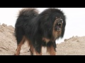 Dünyanın en güçlü 10 köpek türü