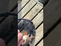 Perch release | #fishing #perch #perchfishing #fish #fishrelease #lure #lurefishing #ullswater