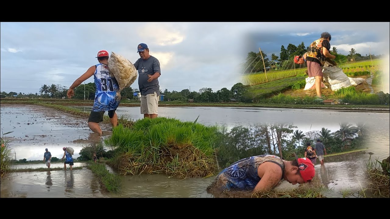naghakot ako ng dapog o yung punla na pantan na palay ka probinsya
