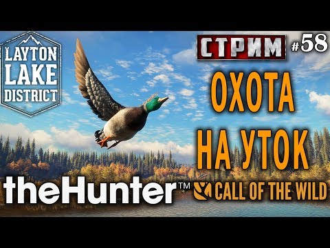 Видео: theHunter Call of the Wild #58 СТРИМ 🔫 - Охота на Уток - Ружьё - Утка Кряква