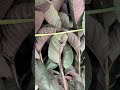 Black diamond guava plant #plantnursery #fruit #fruit #fruitshorts #allindiadelivery #guavatree
