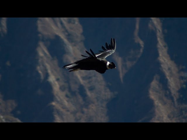 Where to see Andean Condors in Cuzco - Birding in Peru class=