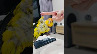 #shorts#fun baby caique#cute parrot#pet bird😆🤣