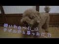 元保護犬トイプードルレオの悲痛な叫び