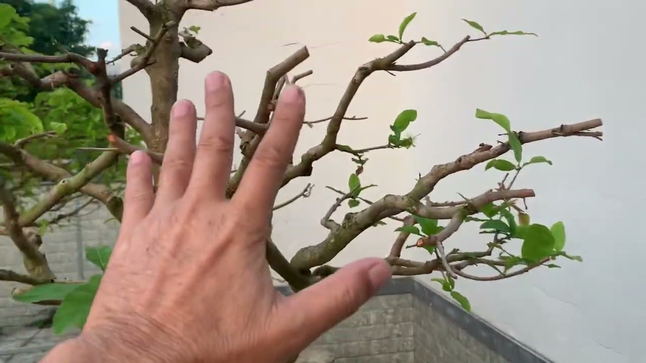 Ngày 18-GIÊNG CÁCH NUÔI CÂY MAI KHỎE NHANH LỚN ÍT BỎ CÀNH SAU TẾT 2024-2025