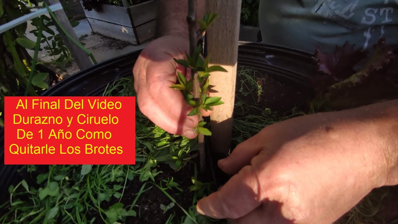 RECORRIDA Y TRASPLANTE DE SEPTIEMBRE