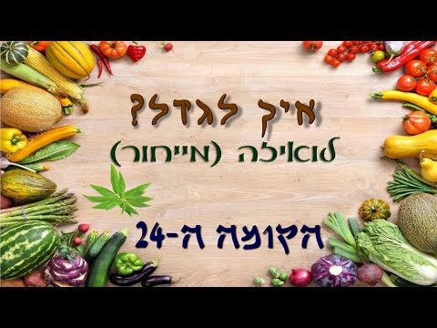 איך להשריש לואיזה