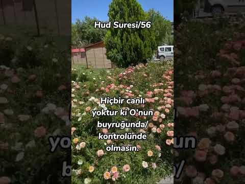 Hud Suresi 56
