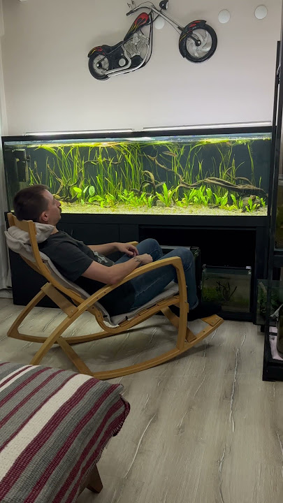 Watching My Channa Aurantimaculata Golden Cobra Snakeheads #aquarium #aquascapelowtech #aquascaper