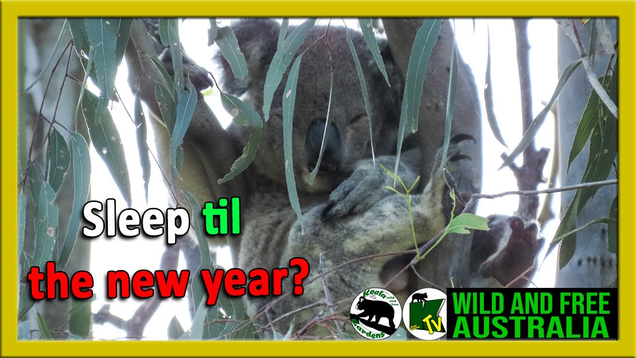 RELAX in the forest red gum trees with Valentine koala as he sleeps for hours